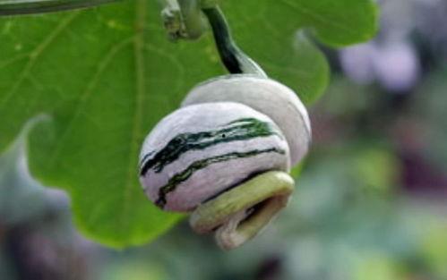 吃蛇瓜小视频大全免费观看